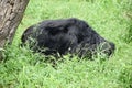 Indian bear is taking rest on grass field Royalty Free Stock Photo