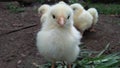 Indian beatiful ,populer hens chicks