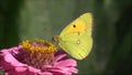 Indian Beautiful Baterfly and flower in Maharashtra