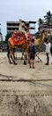 Indian beautiful camel riding on beach