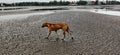Indian beautiful dog walking on beach