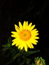 Indian beautiful flower picture yellow color like sunflower
