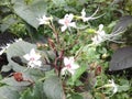 Indian Beautiful Forest White Small Flower Plant Royalty Free Stock Photo