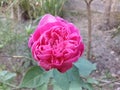 Indian Beautiful healthy Pink colour Rose flower