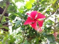 Indian Beautiful Hibiscus Flower Plant in Tripura .