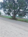 Indian beautiful mango tree on street road.