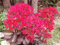 Indian Beautiful red flower with small plant . Royalty Free Stock Photo