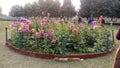 Indian beautiful sunflower`s garden around nature