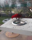 Indian beautifull red parrot picture best quality