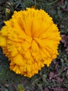 Marigold of the day.looking awesome marigold. Royalty Free Stock Photo