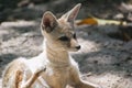 Indian or Bengal Fox Royalty Free Stock Photo