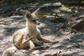 Indian or Bengal Fox Royalty Free Stock Photo