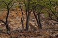 Indian Bengal leopard, Panthera pardus fusca, big spotted cat lying on the tree in the nature habitat, Ranthambore national park, Royalty Free Stock Photo