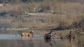 Indian Bengal tiger in NÃÂ©pal, Bardia national park