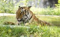 Indian Bengal Tiger Portrait