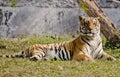 Indian bengal tiger resting in sun