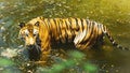 Indian bengal tiger in water