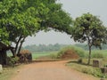Indian bengal village road made with bricks and stand stone