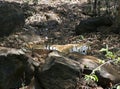 The Indian Bengalese tiger lies on the rock in a zoo. India Goa. Royalty Free Stock Photo