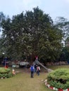 Indian Bengali Big tree in Park picture1