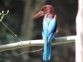 Indian bengali bird machranga local name the king fisher bird seting on a dry daal