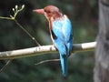 Indian bengali bird machranga local name the king fisher bird seting on a dry daal