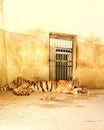 Indian bengol tiger is sleeping in a zoo, Royalty Free Stock Photo