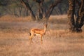 Indian bennetti gazelle or chinkara in Rathnambore National Park, Rajasthan, India Royalty Free Stock Photo