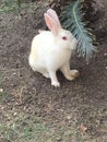 Indian Best animals Photo Rabbit