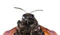 Indian Bhanvra portrait (violet carpenter bee)