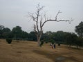 Indian big tree banyan in a garden with many branches dustbin