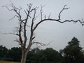 Indian big tree banyan in a garden with many branches dustbin