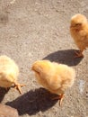 Indian bioler chicks beautiful Royalty Free Stock Photo