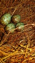 INDIAN BIRD EGGES WITH GRASS Royalty Free Stock Photo