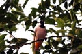 Indian bird relaxing on tree Royalty Free Stock Photo