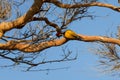 black-rumped flameback (Dinopium benghalense Royalty Free Stock Photo