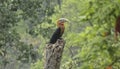 Indian birds- Rufous nacked hornbill