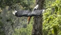 Indian birds rufous nacked hornbill