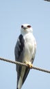 RRED RUMPED SWALLOW Royalty Free Stock Photo