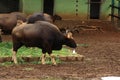 Indian bison or gaur Royalty Free Stock Photo