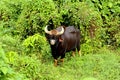 INDIAN BISON ( GAUR ) Royalty Free Stock Photo