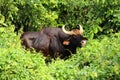 INDIAN BISON ( GAUR ) Royalty Free Stock Photo