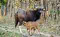 Indian Bison or Gaur Milking her Calf