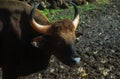 Indian Bison - Gaur Royalty Free Stock Photo
