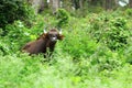 Indian bison or gaur Royalty Free Stock Photo