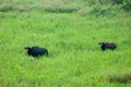 The Indian Bison at Gorumara National Park