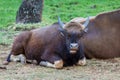 Indian Bison (Indian Guar) resting in the Zoo 