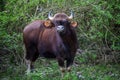 Indian Bison portrait calf