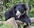 Indian black bear