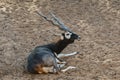 Indian Black Buck Antelope Antelope cervicapra L The blackbuck also known as the Indian antelope Royalty Free Stock Photo